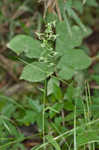 Green fringed orchid